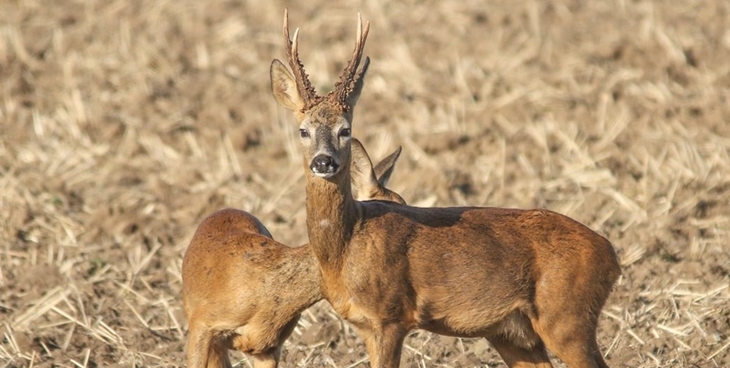 Wildfutter - Familie Wurm aus Leonding